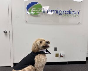 Ollie the immigration pup